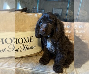 Cocker Spaniel Puppy for sale in NEW CASTLE, IN, USA
