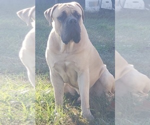 Father of the Boerboel puppies born on 04/16/2022