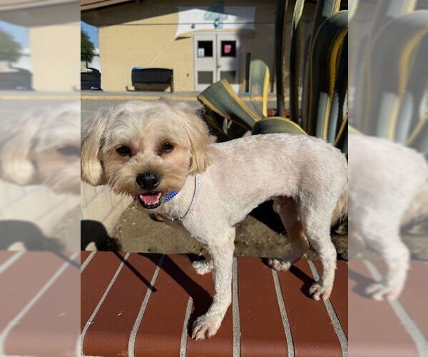 Medium Photo #1 Maltese-Unknown Mix Puppy For Sale in Downey, CA, USA