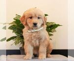 Small #4 Golden Retriever