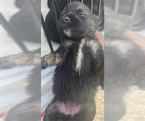 Labrador Retriever Dogs for adoption in Houston, TX, USA