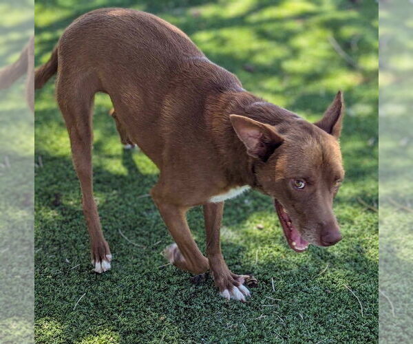 Medium Photo #3 Mutt Puppy For Sale in Vail, AZ, USA