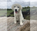 Puppy Daisy Border Collie-Maremma Sheepdog Mix