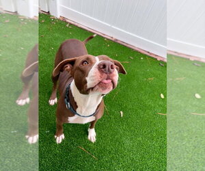 Labrador Retriever-Unknown Mix Dogs for adoption in Elmsford, NY, USA