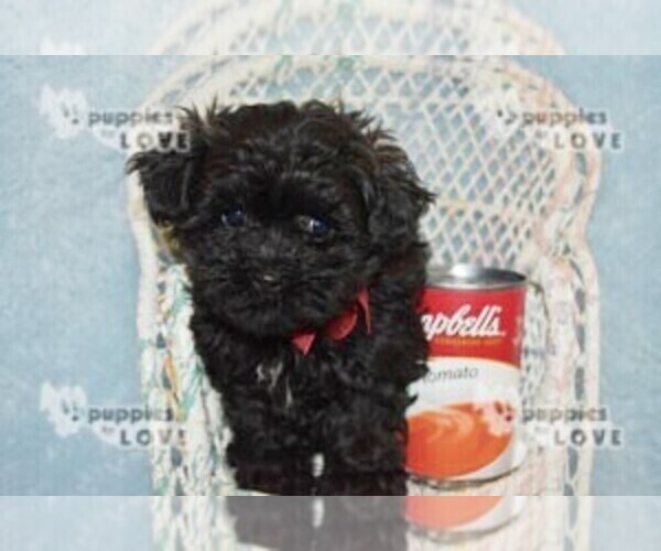 Medium Photo #6 Maltipoo Puppy For Sale in SANGER, TX, USA