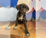 Small #3 Labrador Retriever Mix