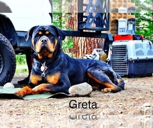Mother of the Rottweiler puppies born on 08/20/2022