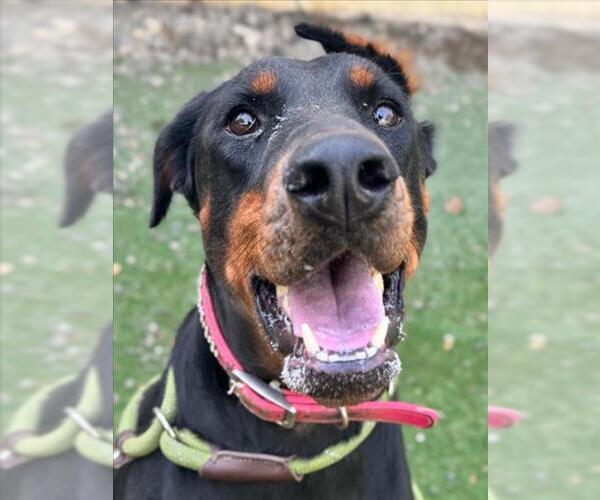 Medium Photo #1 Doberman Pinscher Puppy For Sale in Woodland, CA, USA