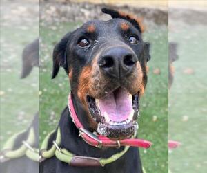 Doberman Pinscher Dogs for adoption in Woodland, CA, USA