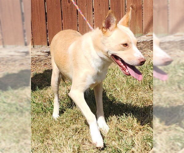 Medium Photo #4 Labrador Retriever-Red Heeler Mix Puppy For Sale in Wetumpka, AL, USA