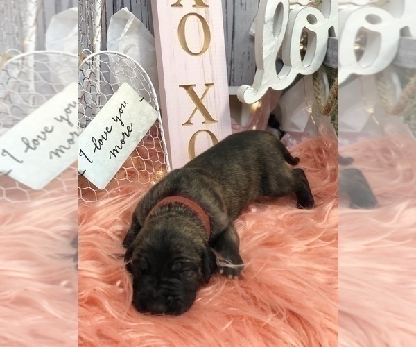 Medium Photo #6 Great Dane Puppy For Sale in GREENBRIER, TN, USA
