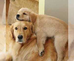 Golden Retriever Puppy for sale in MOUNT PLEASANT, MI, USA