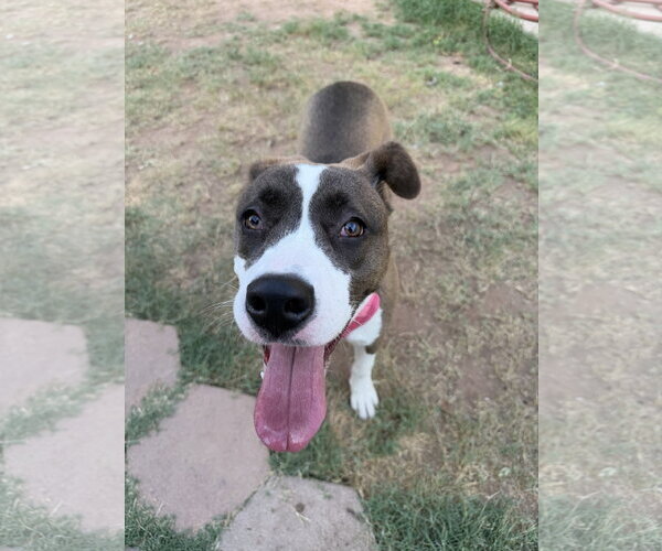 Medium Photo #2 Mutt Puppy For Sale in Chandler, AZ, USA