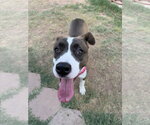 Small #1 Mutt