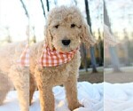 Small Photo #5 Goldendoodle Puppy For Sale in TIMBERLAKE, NC, USA