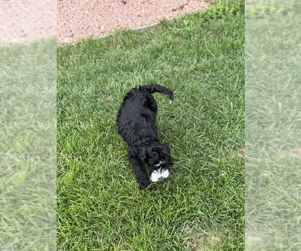 Medium Photo #5 Miniature Bernedoodle Puppy For Sale in LONGMONT, CO, USA