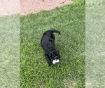 Small #4 Miniature Bernedoodle