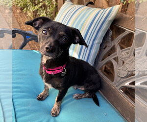 Maisy - Female Chiweenie Dog for Adoption - Photo #3