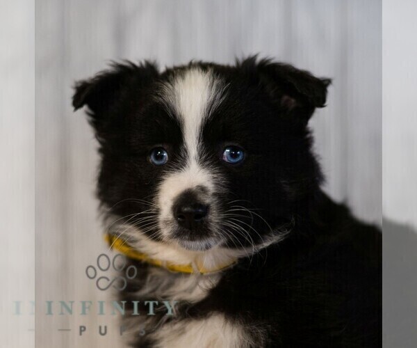 Medium Photo #3 Miniature Australian Shepherd Puppy For Sale in REBERSBURG, PA, USA