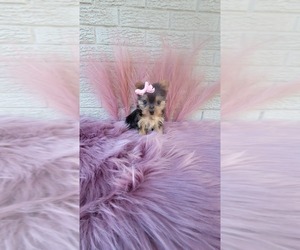 Yorkshire Terrier Puppy for sale in INDIANAPOLIS, IN, USA