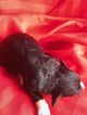 Small Photo #4 Pyredoodle Puppy For Sale in LIBERTY, MS, USA