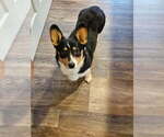 Small Photo #1 Pembroke Welsh Corgi Puppy For Sale in NEW DOUGLAS, IL, USA