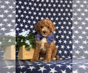 Poodle (Miniature) Puppy for sale in QUARRYVILLE, PA, USA