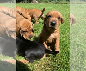 Redbone Coonhound-Vizsla Mix Puppy for sale in SNOHOMISH, WA, USA