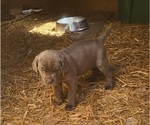 Small #5 Cane Corso