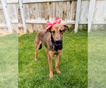 Small Doberman Pinscher Mix