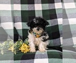 Small #6 Maltipoo