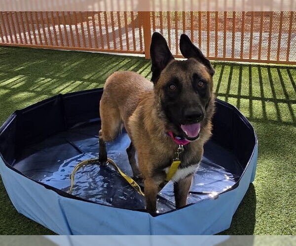 Medium Photo #3 German Shepherd Dog-Unknown Mix Puppy For Sale in Las Vegas, NV, USA
