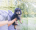 Small #3 Bernedoodle (Miniature)