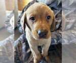Puppy Crimson Labrador Retriever