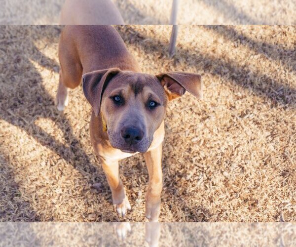 Medium Photo #4 Mutt Puppy For Sale in OKLAHOMA CITY, OK, USA