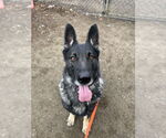 Small #1 German Shepherd Dog