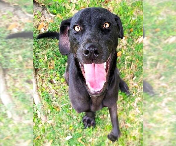 Medium Photo #1 Labrador Retriever-Unknown Mix Puppy For Sale in Texas City, TX, USA
