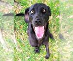 Small Labrador Retriever Mix