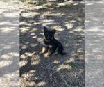 Small #12 German Shepherd Dog