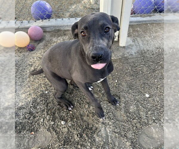 Medium Photo #1 Mutt Puppy For Sale in Riverside, CA, USA