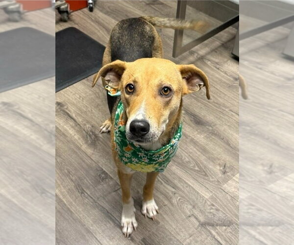 Medium Photo #1 Beagle-German Shepherd Dog Mix Puppy For Sale in Lakewood, CO, USA