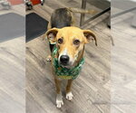 Small Beagle-German Shepherd Dog Mix