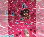 Small Photo #13 Yorkshire Terrier Puppy For Sale in LAPEER, MI, USA