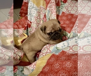 Pug Puppy for Sale in GLASGOW, Kentucky USA