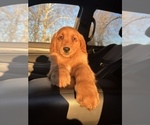 Small Photo #3 Golden Retriever Puppy For Sale in DETROIT, MI, USA