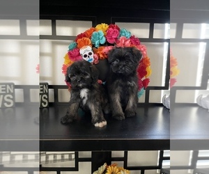 Shorkie Tzu Puppy for sale in CORONA, CA, USA
