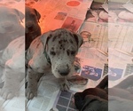 Small Photo #3 Great Dane Puppy For Sale in BOW, NH, USA