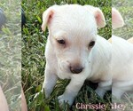 Small Photo #9 Chihuahua-Unknown Mix Puppy For Sale in New York, NY, USA