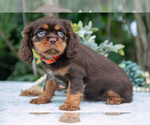 Small #4 Cavalier King Charles Spaniel