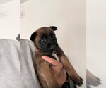 Small #1 Mutt